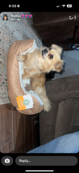 Lost Male Dog last seen Phillips st & Carroll Dr, Cleburne, TX 76033