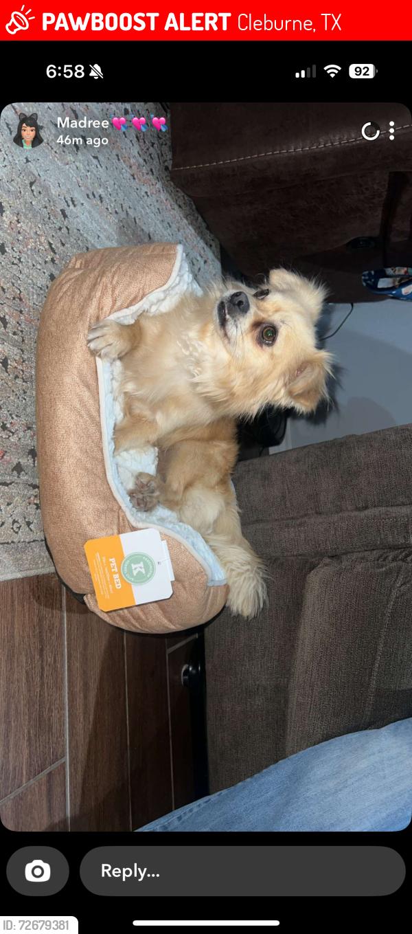 Lost Male Dog last seen Phillips st & Carroll Dr, Cleburne, TX 76033