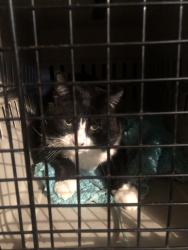 Found/Stray Male Cat last seen Lawrence/Moonridge, Cincinnati, OH 45248