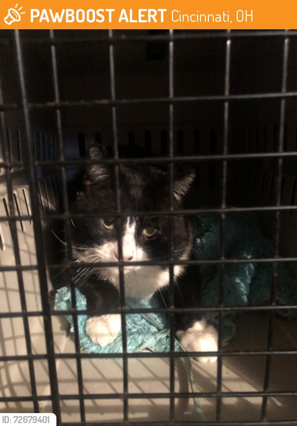 Found/Stray Male Cat last seen Lawrence/Moonridge, Cincinnati, OH 45248