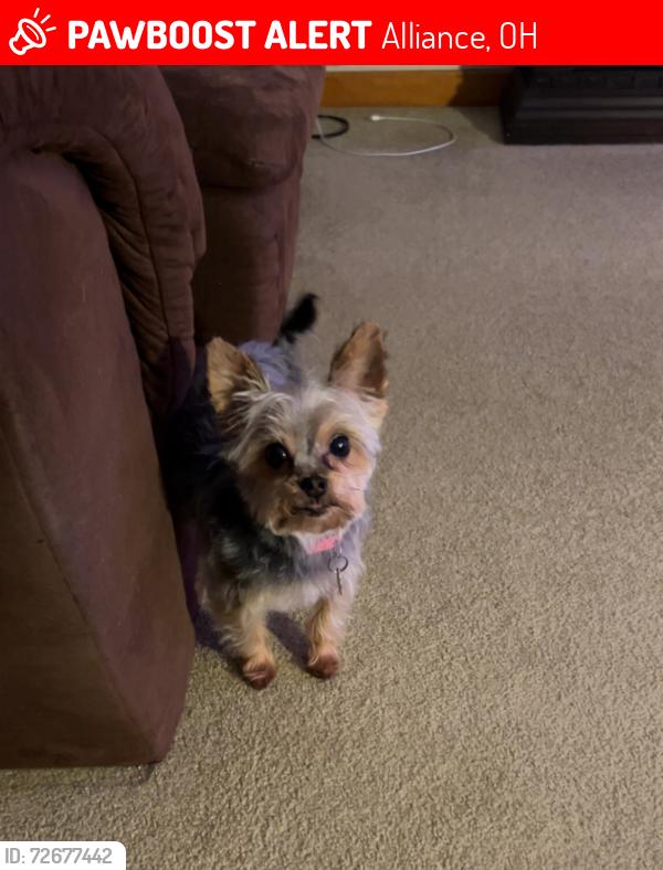 Lost Female Dog last seen Overlook Drive alliance, Ohio, Alliance, OH 44601