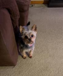 Lost Female Dog last seen Overlook Drive alliance, Ohio, Alliance, OH 44601