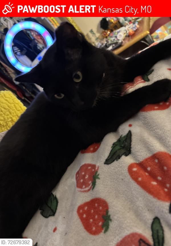 Lost Male Cat last seen Near and Paseo , Kansas City, MO 64130