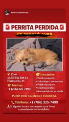 Lost Female Dog last seen East Mowry drive, Florida City, FL 33034