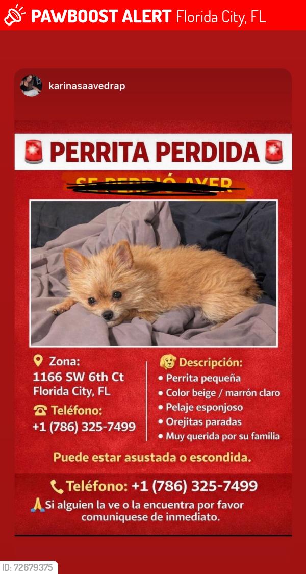 Lost Female Dog last seen East Mowry drive, Florida City, FL 33034