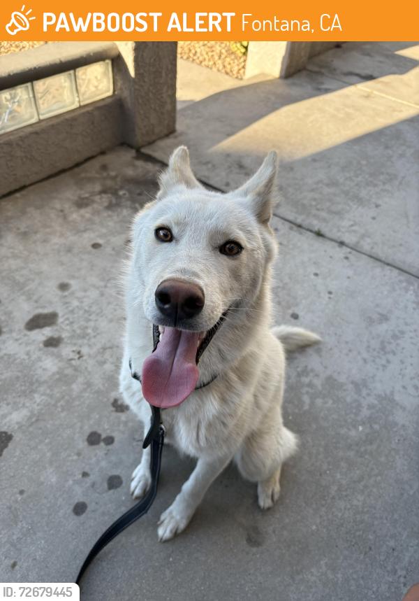 Found/Stray Male Dog last seen Taken to San Bernardino animal shelter , Fontana, CA 92336