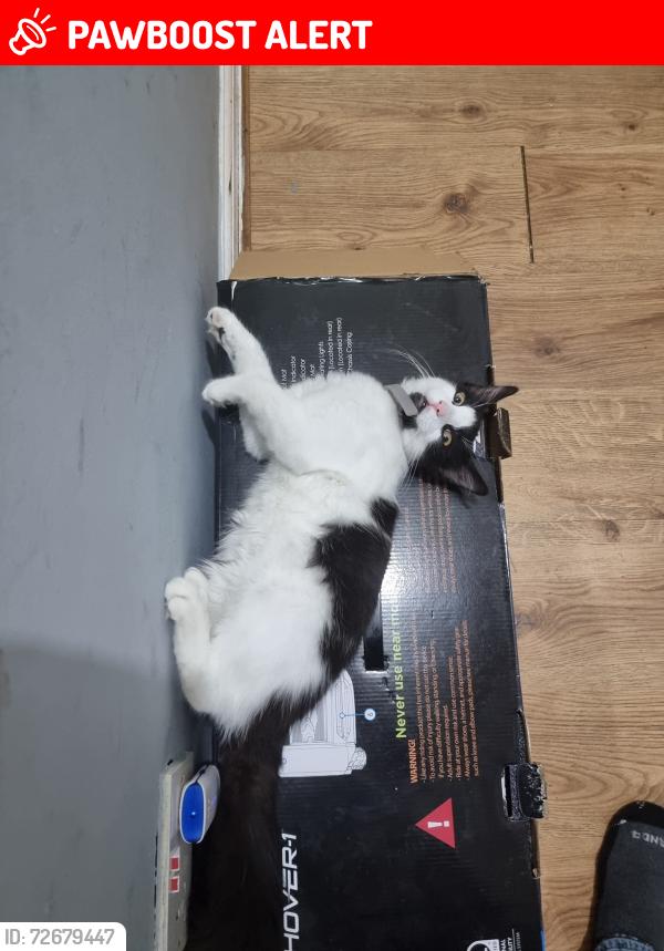 Lost Male Cat last seen Ashfield Road rochdale ol11 1py , Greater Manchester, England OL11