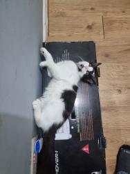 Lost Male Cat last seen Ashfield Road rochdale ol11 1py , Greater Manchester, England OL11