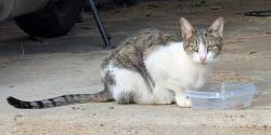Found/Stray Female Cat last seen Eugene and Government, Baton Rouge, LA 70808