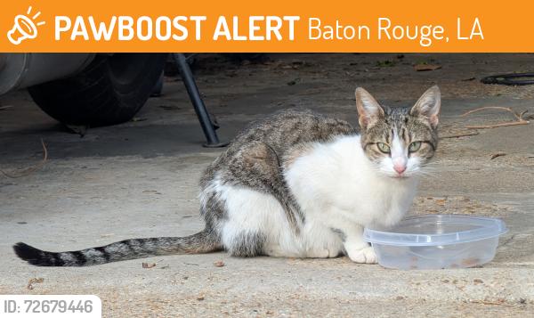 Found/Stray Female Cat last seen Eugene and Government, Baton Rouge, LA 70808