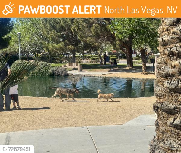 Found/Stray Unknown Dog last seen Aliante and nature, North Las Vegas, NV 89084