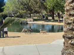 Found/Stray Unknown Dog last seen Aliante and nature, North Las Vegas, NV 89084