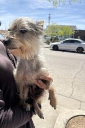 Found/Stray Male Dog last seen Jasmine Ali/ Hannah Leigh 79938, El Paso, TX 79938