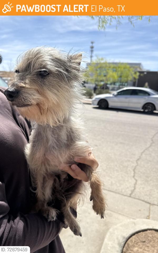 Found/Stray Male Dog last seen Jasmine Ali/ Hannah Leigh 79938, El Paso, TX 79938