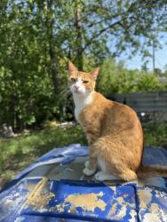 Lost Male Cat last seen Evers, San Antonio, TX 78228