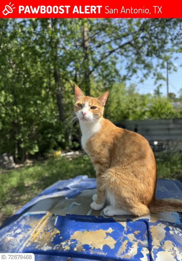 Lost Male Cat last seen Evers, San Antonio, TX 78228