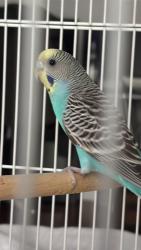 Found/Stray Unknown Bird last seen Cawthra - Rathburn, Mississauga, ON L4W 3L4