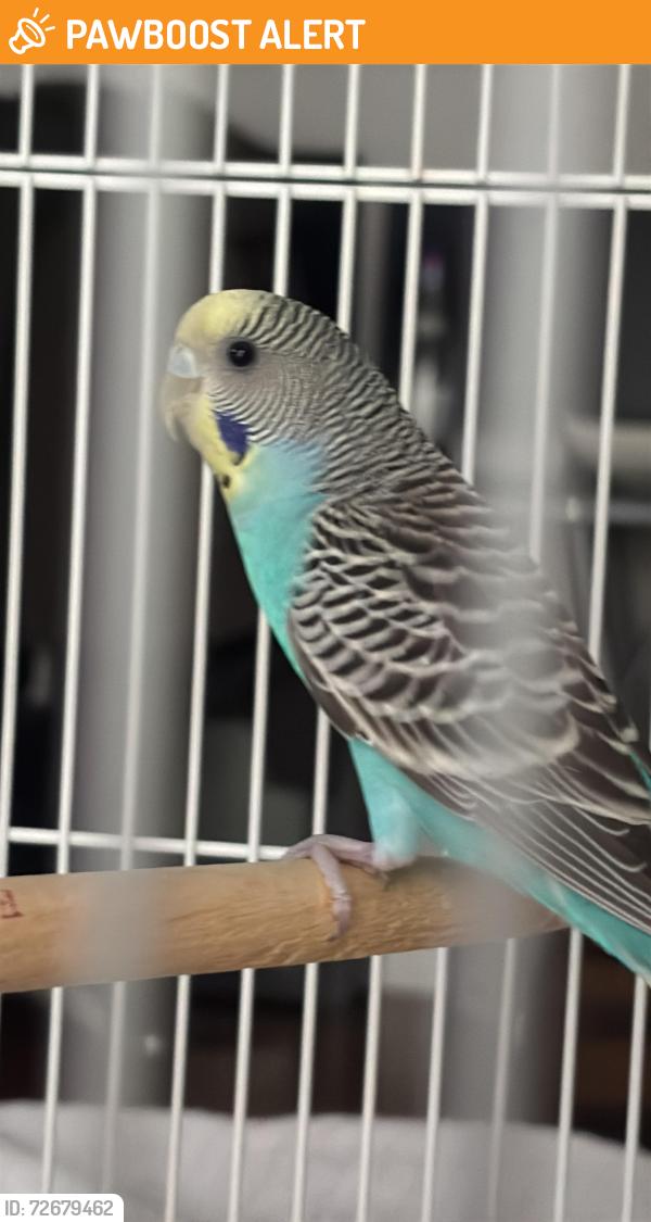 Found/Stray Unknown Bird last seen Cawthra - Rathburn, Mississauga, ON L4W 3L4