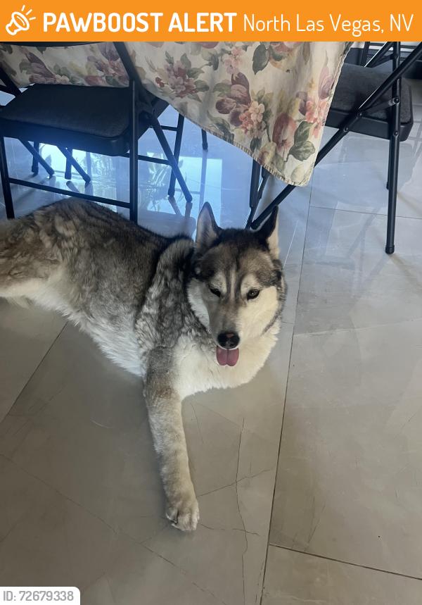Found/Stray Unknown Dog last seen Ann Rd and Allen, North Las Vegas, NV 89031