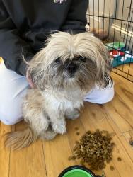 Found/Stray Female Dog last seen East Pratt and South Wolfe , Baltimore, MD 21231