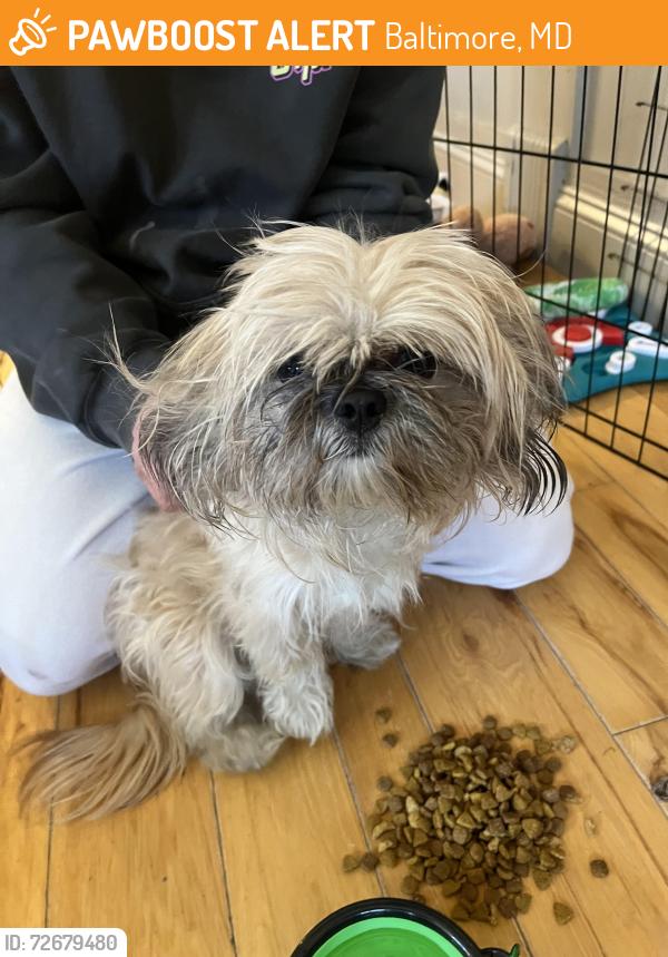 Found/Stray Female Dog last seen East Pratt and South Wolfe , Baltimore, MD 21231