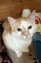 Lost Male Cat last seen Old Gate Road Lexington SC , Lexington County, SC 29073