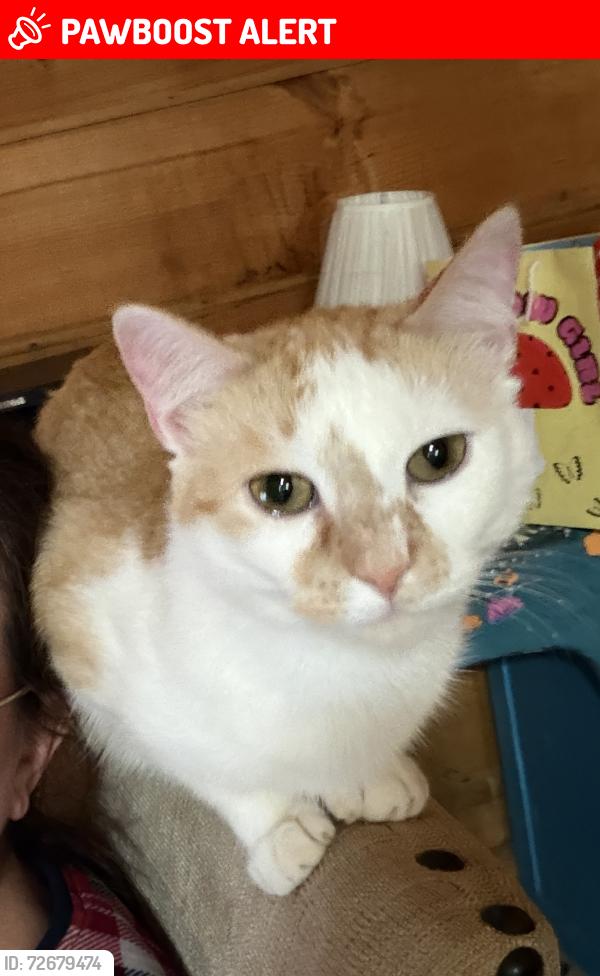 Lost Male Cat last seen Old Gate Road Lexington SC , Lexington County, SC 29073