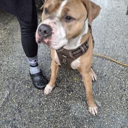 Found/Stray Male Dog last seen NE 151 Street & Dixie Hway, North Miami, FL 33161