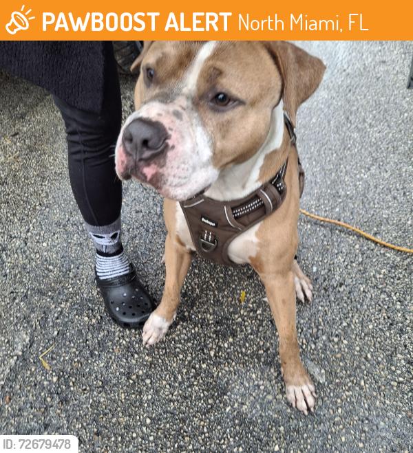 Found/Stray Male Dog last seen NE 151 Street & Dixie Hway, North Miami, FL 33161