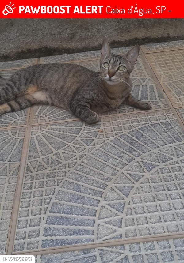 Lost Female Cat last seen Estr. Mun. Said Barakat, 700 - Barreiro, Taubaté - SP, 12092-000, Caixa d'Água, SP 12091-520