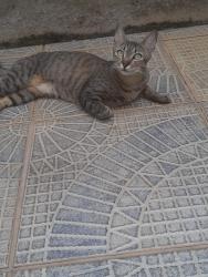 Lost Female Cat last seen Estr. Mun. Said Barakat, 700 - Barreiro, Taubaté - SP, 12092-000, Caixa d'Água, SP 12091-520