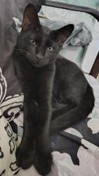 Lost Male Cat last seen Crestwood Dr Marion, NC 28752, Marion, NC 28752