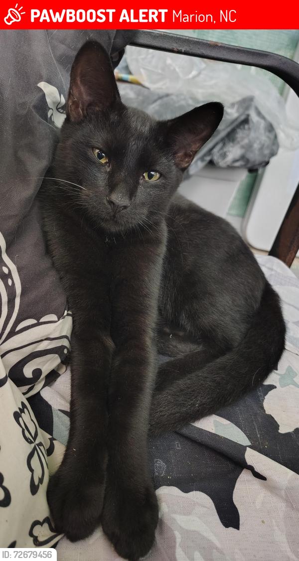 Lost Male Cat last seen Crestwood Dr Marion, NC 28752, Marion, NC 28752