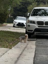 Found/Stray Unknown Dog last seen Vizcaya s , Miramar, FL 33025