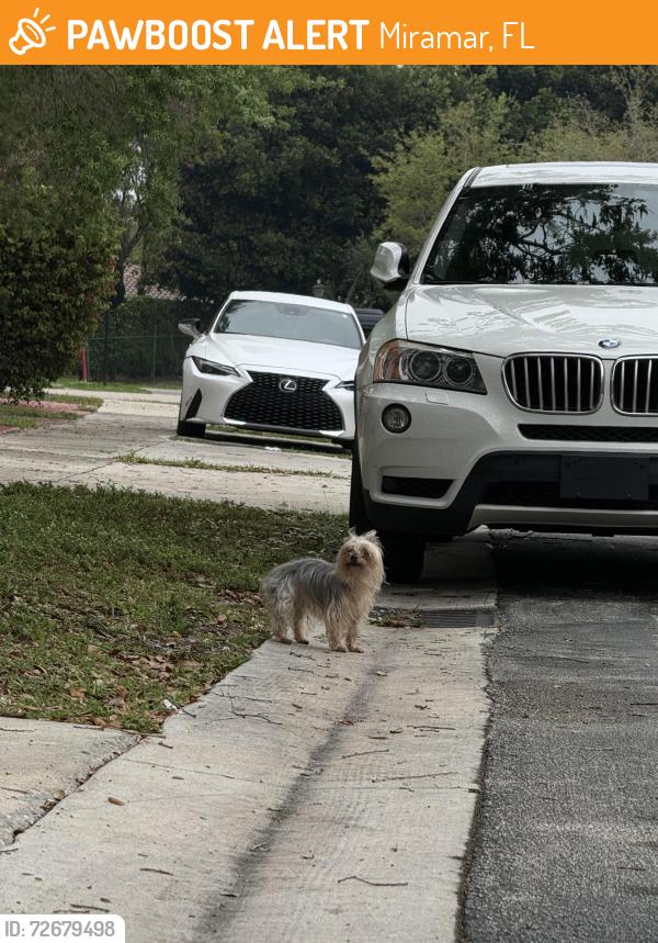 Found/Stray Unknown Dog last seen Vizcaya s , Miramar, FL 33025
