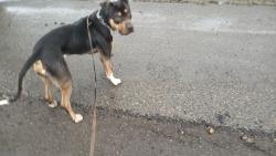 Found/Stray Male Dog last seen 88th Ave Ct + Wadsworth St SW, Lakewood, WA 98498