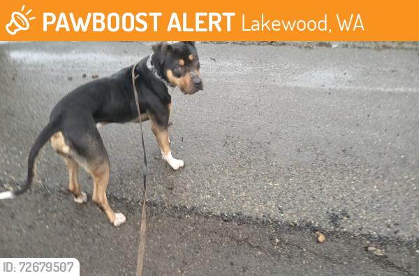 Found/Stray Male Dog last seen 88th Ave Ct + Wadsworth St SW, Lakewood, WA 98498