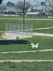 Found/Stray Unknown Dog last seen Buce Park Hwy175 Service Rd, Seagoville, TX 75159