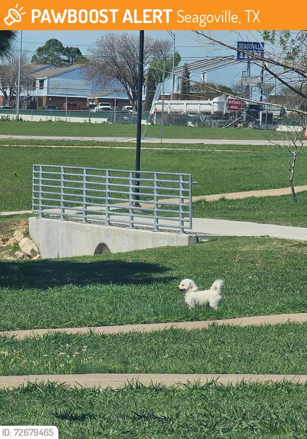 Found/Stray Unknown Dog last seen Buce Park Hwy175 Service Rd, Seagoville, TX 75159