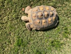 Found/Stray Unknown Reptile last seen 107th Ave & Camelback , Phoenix, AZ 85037