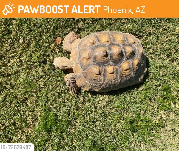 Found/Stray Unknown Reptile last seen 107th Ave & Camelback , Phoenix, AZ 85037