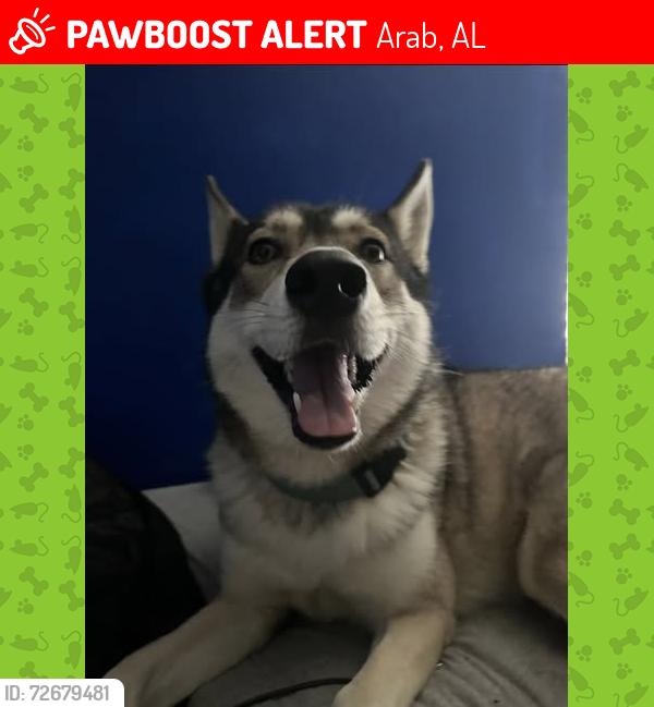Lost Female Dog last seen Eddie-Scant City Rd & US 231, behind Warehouse Groceries & Jack's, Arab, AL 35016