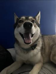 Lost Female Dog last seen Eddie-Scant City Rd & US 231, behind Warehouse Groceries & Jack's, Arab, AL 35016