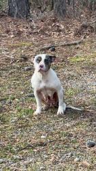 Found/Stray Female Dog last seen North Thornton Road , Dadeville, AL 36853