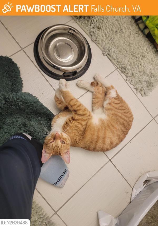 Found/Stray Male Cat last seen Parking Lot, Falls Church, VA 22044