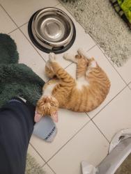 Found/Stray Male Cat last seen Parking Lot, Falls Church, VA 22044
