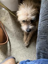 Found/Stray Female Dog last seen Driscoll and rowan, Spokane, WA 99205