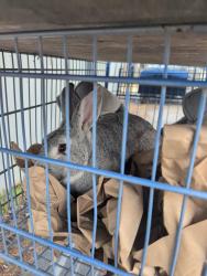 Found/Stray Unknown Rabbit last seen Hillman brewery , Asheville, NC 28803