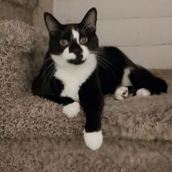 Lost Female Cat last seen Near Logan Elementary School Spokane,WA 99207, Spokane, WA 99207