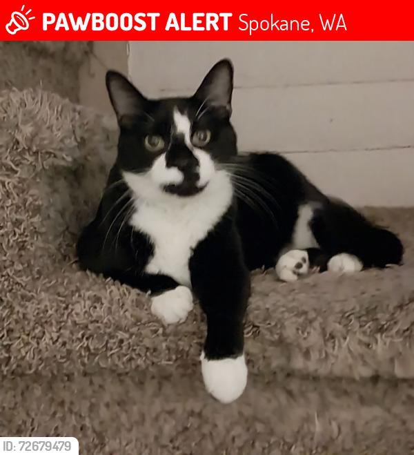 Lost Female Cat last seen Near Logan Elementary School Spokane,WA 99207, Spokane, WA 99207